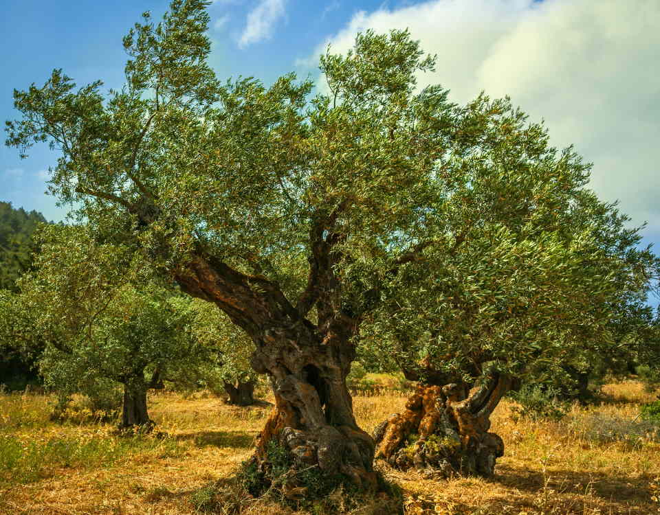 Older Olive Tree