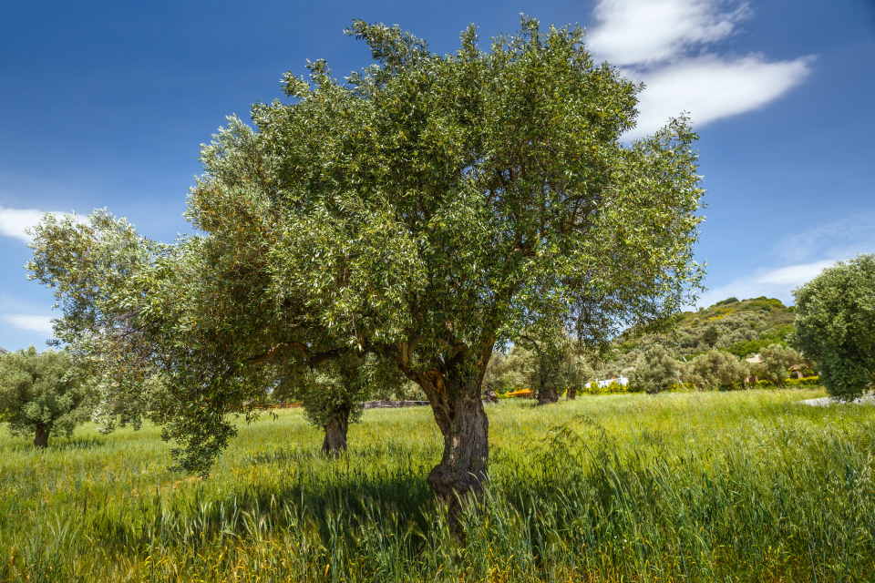 Older Olive Tree