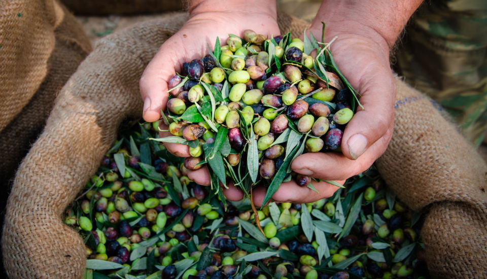 Beautiful Olives