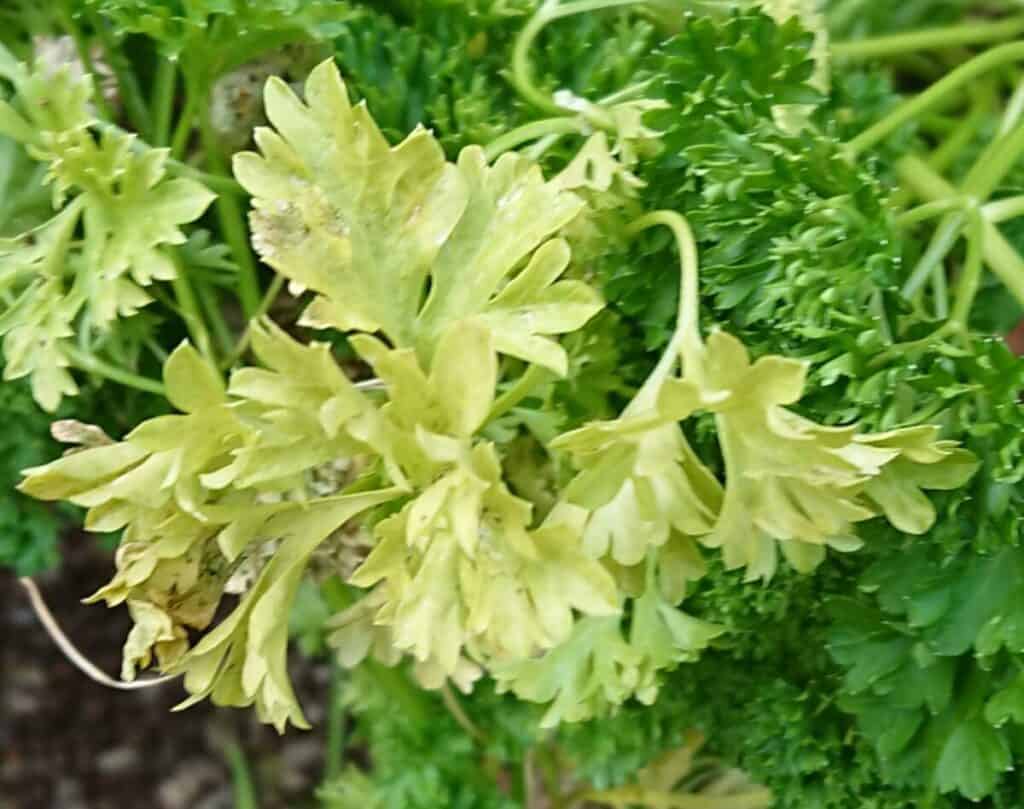Parsley Leaves Turning Yellow – Causes and Prevention