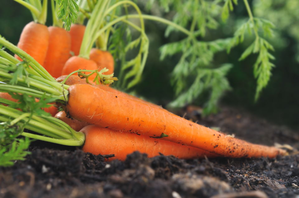 How to Plant Carrots (Best Tips & Tricks)