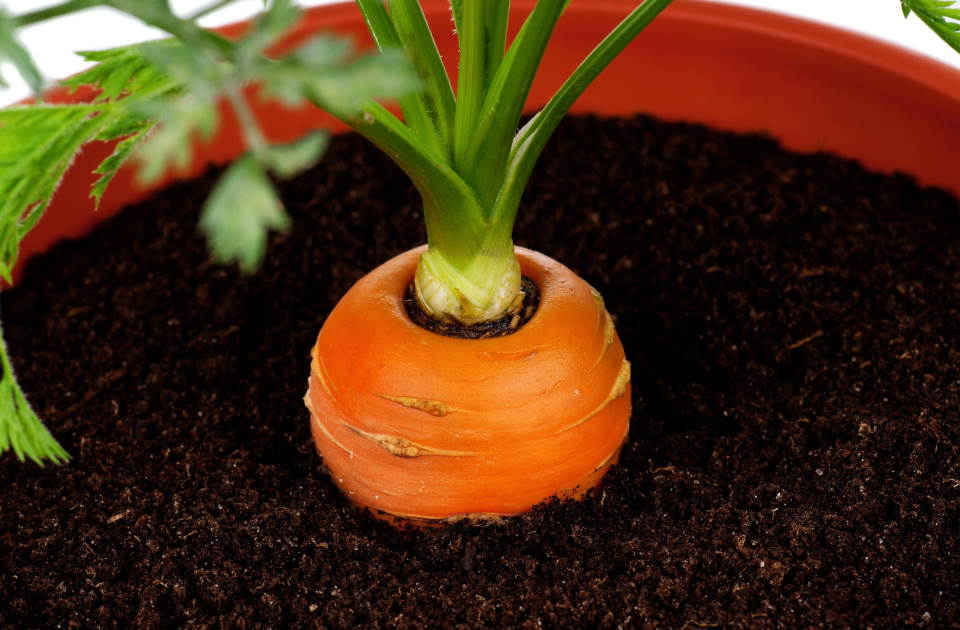 carrots in a pot