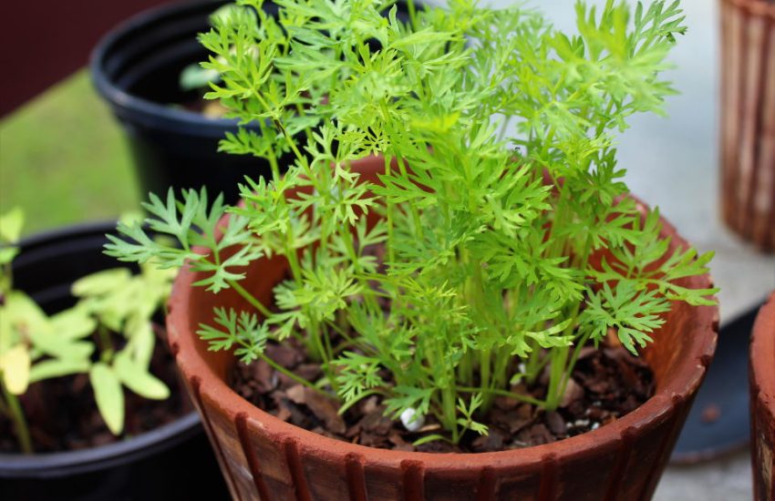 carrots in a pot