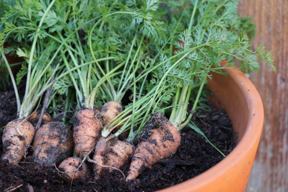carrots in a pot