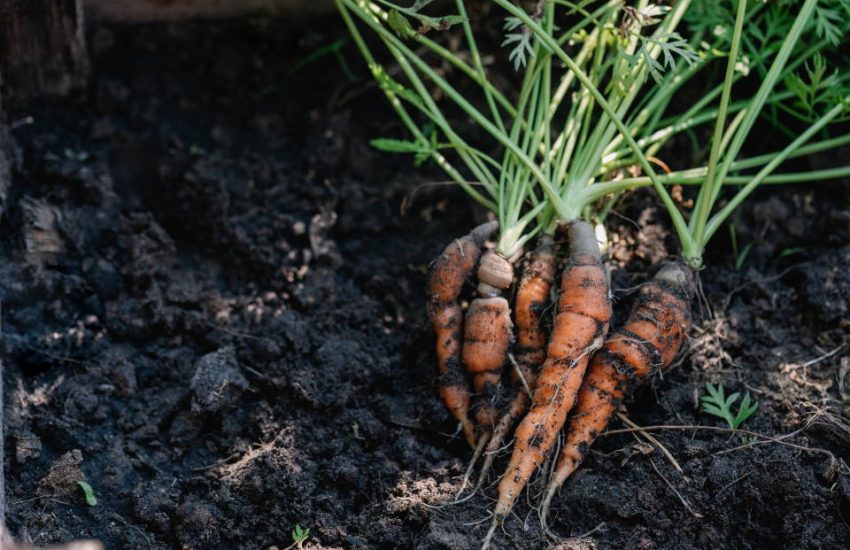 plant carrots