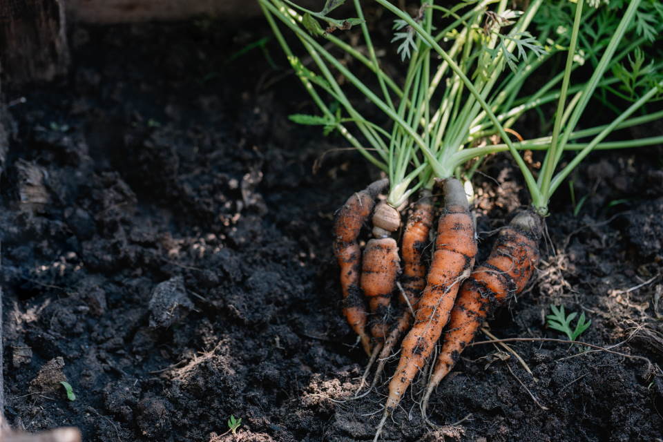 How to Plant Carrots