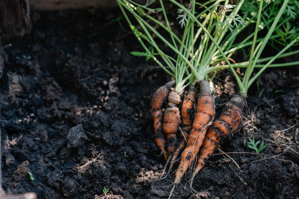 plant carrots