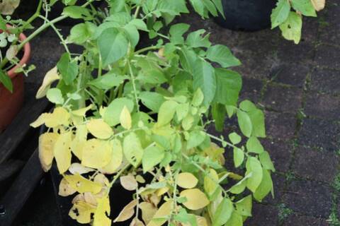 How To Prevent Potato Leaves From Turning Yellow