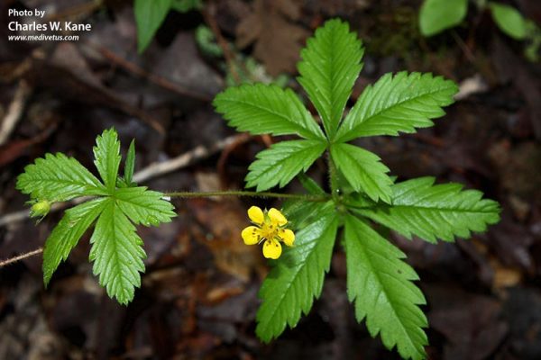 Native Ohio Plants for Landscaping [with Pictures] - PlantNative.org