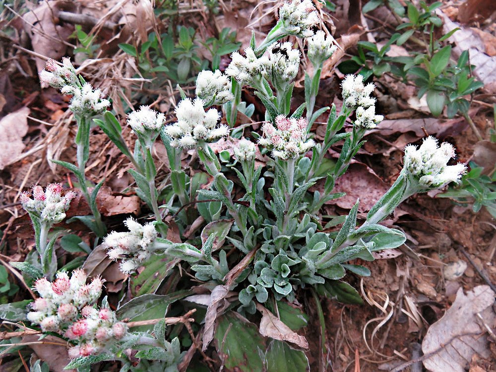 15 Ground Cover Plants to Grow in North Carolina