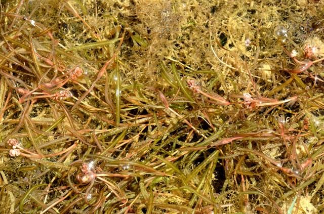 Native Ohio Plants for Landscaping [with Pictures] - PlantNative.org