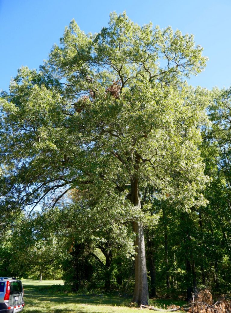 Plants Native to Oklahoma for Landscaping [with Pictures]