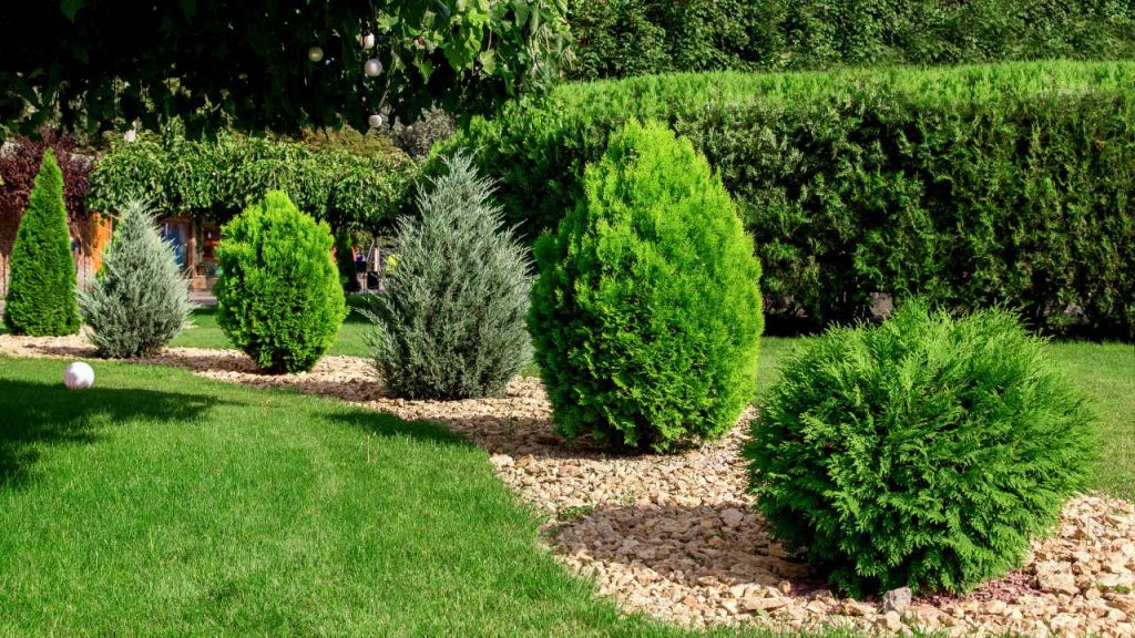 Conifers Tree How to Grow & Care