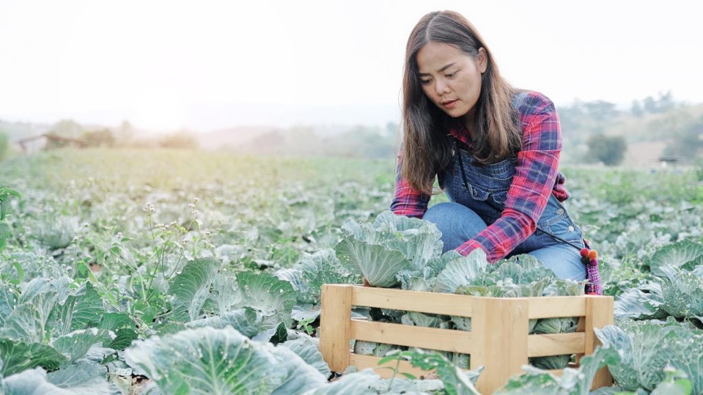 How to Grow Cabbage from Seed