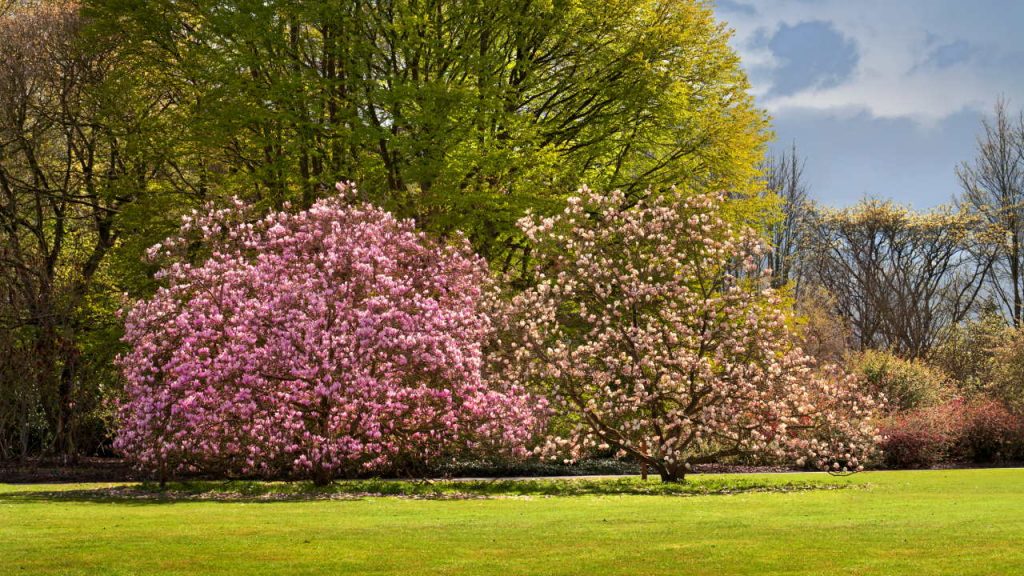 Magnolia Tree How to Grow & Care