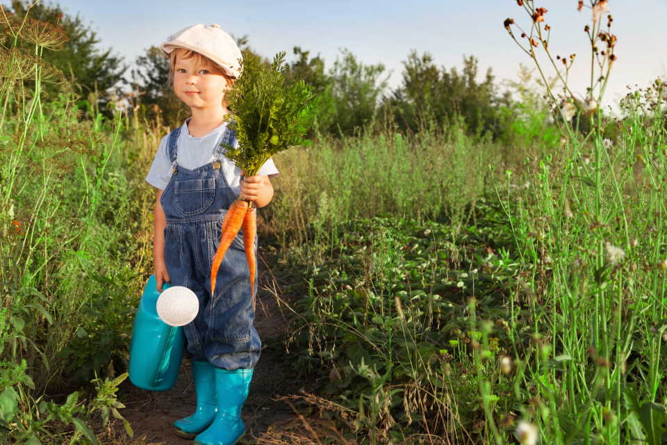 watering carrots