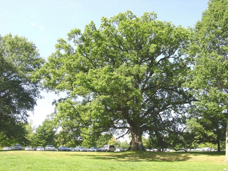 The Best Oak Trees to Grow in Alabama