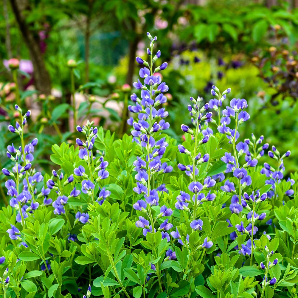 south-carolina-native-plants-for-landscaping-with-pictures