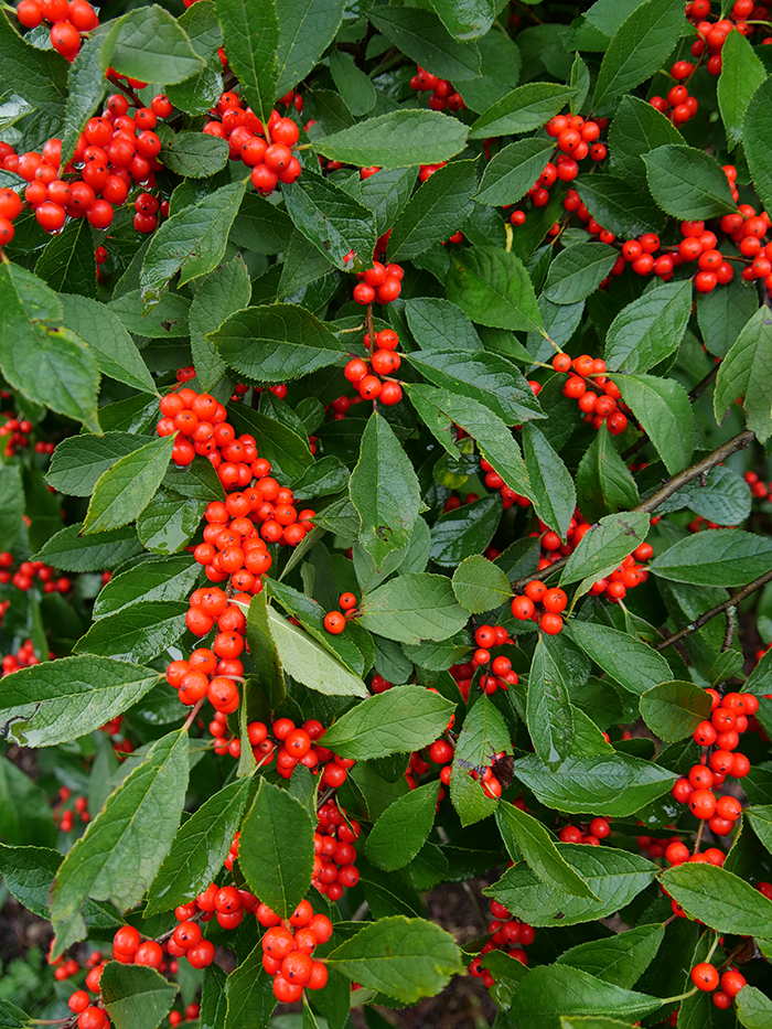 new-england-native-flowering-shrubs-for-your-yard-plantnative