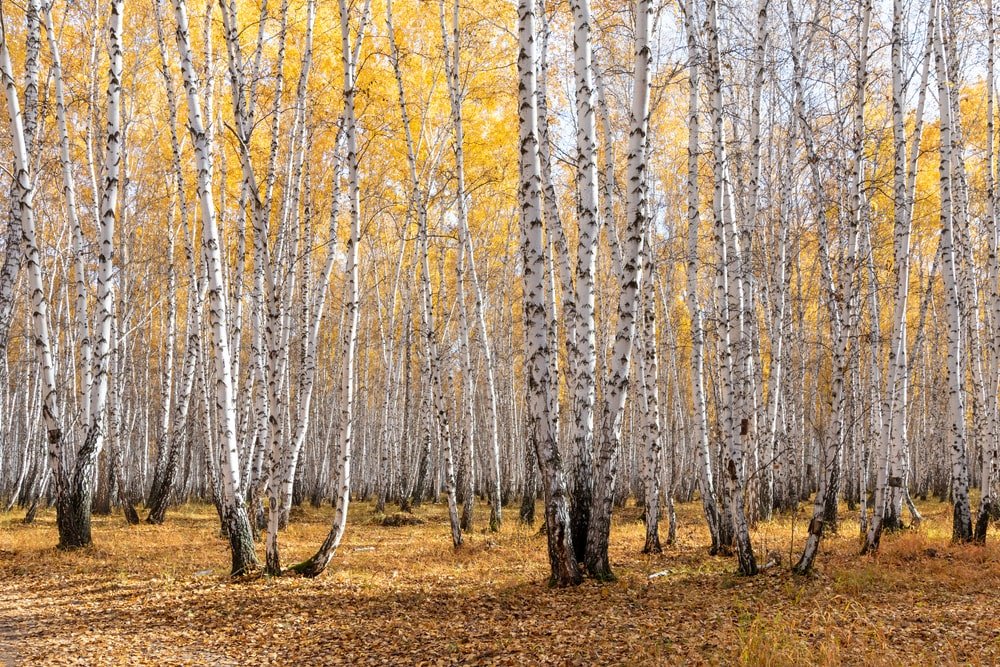 Illinois Native Plants for Landscaping