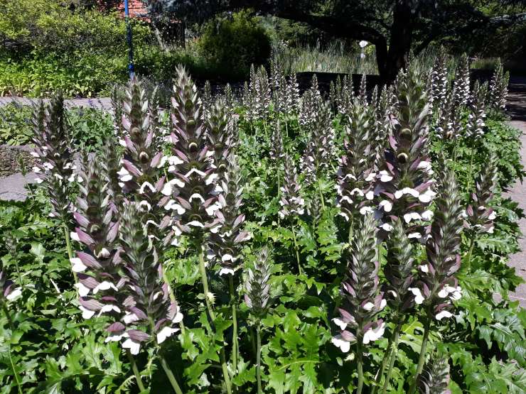 Acanthus Mollis