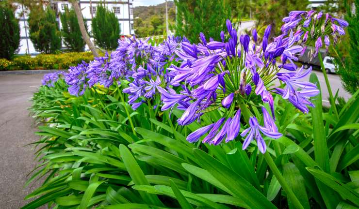 Agapanthus Africanus