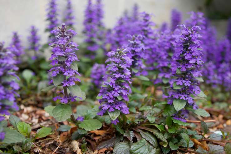 Ajuga Reptans