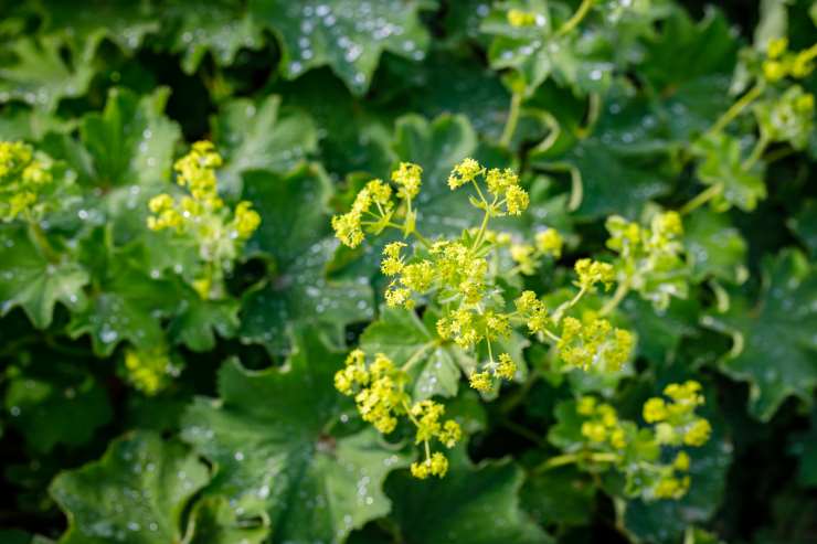 Alchemilla Mollis