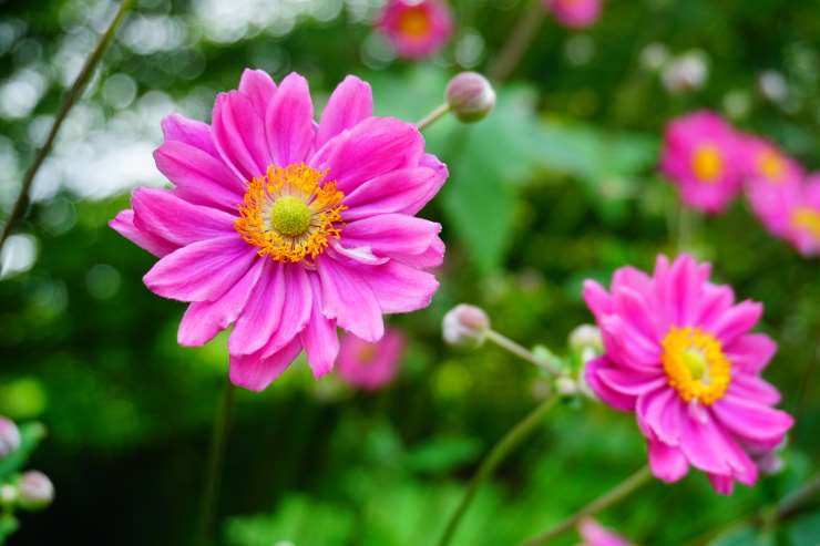 Anemone Hybrida