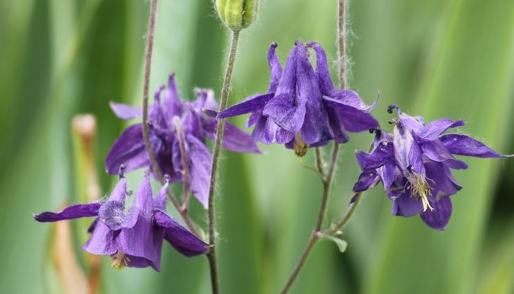 Aquilegia Vulgaris