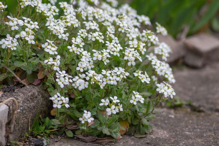 Arabis Caucausia