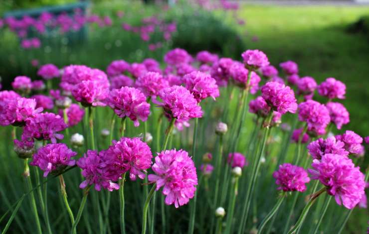 Armeria Maritima