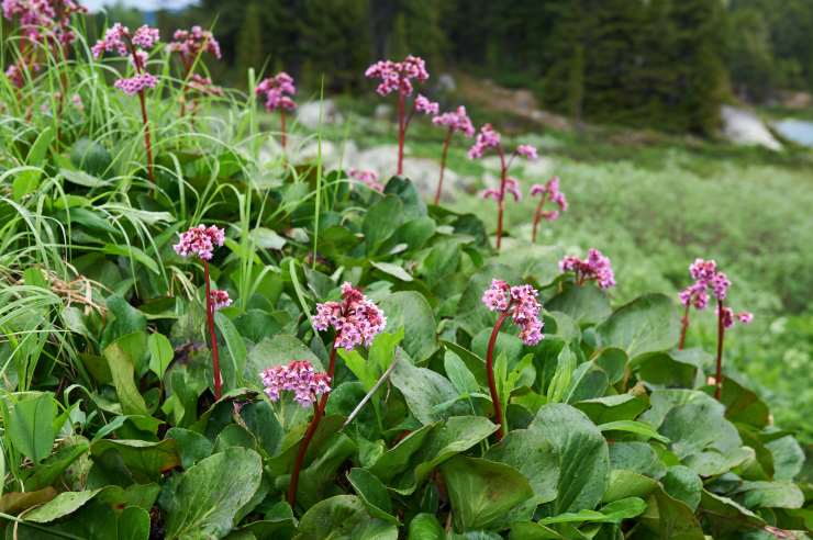 Bergenia Cordifolia