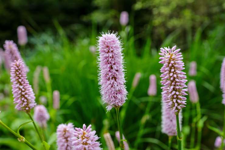 Bistorta officinalis