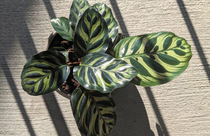 Calathea setosa