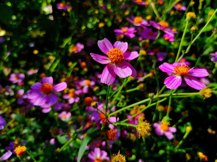 Coreopsis Rosea