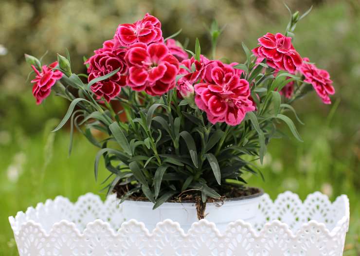 Dianthus