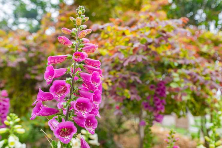 Digitalis Purpurea