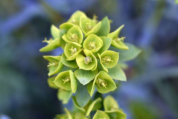 Euphorbia x Characias