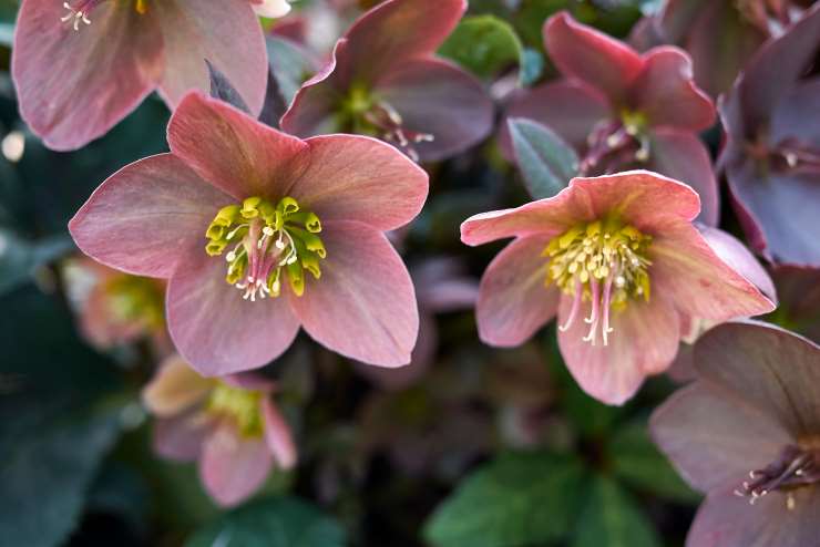 Helleborus Orientalis