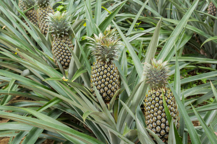 how to grow a pineapple from seed, green