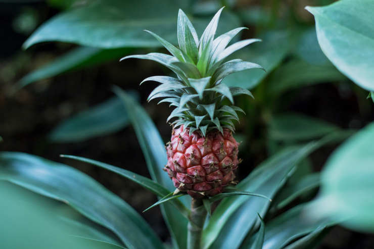 how to grow a pineapple from seed, baby