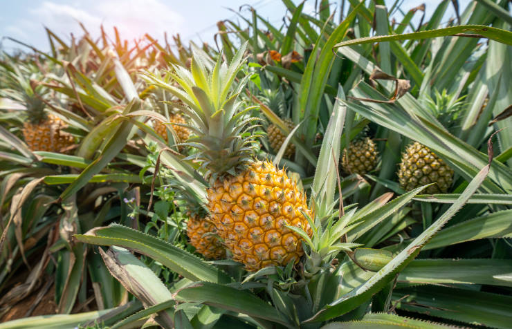 how to grow a pineapple from seed, old