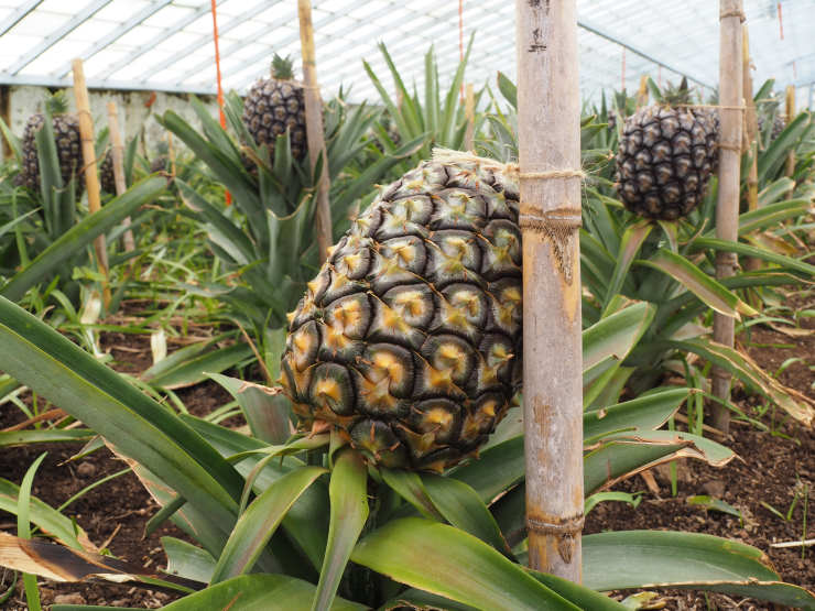how to grow a pineapple from seed, tired
