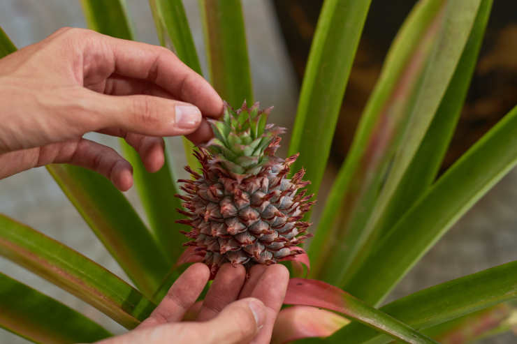 how to grow a pineapple from seed, touched