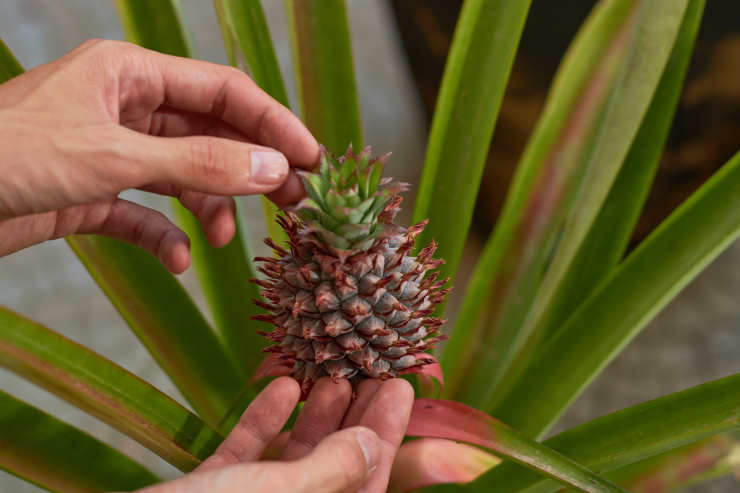 How to Grow a Pineapple From Seed (Best Tips & Tricks)