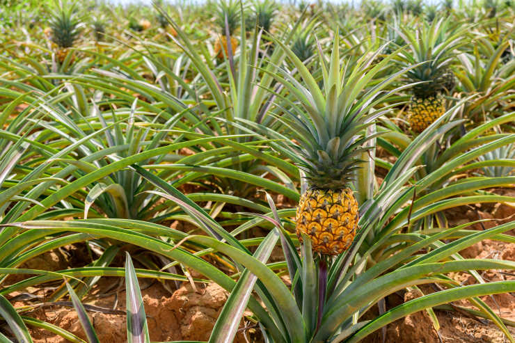 how to grow a pineapple from seed, outstanding