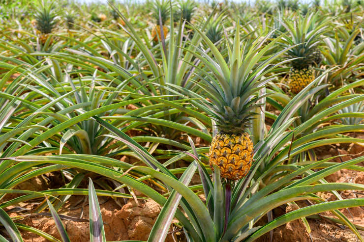 How to Grow a Pineapple From Seed (Best Tips & Tricks)