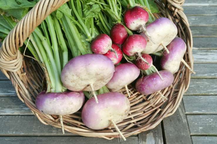 turnip, basket