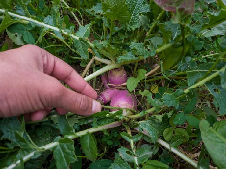 turnip, picking